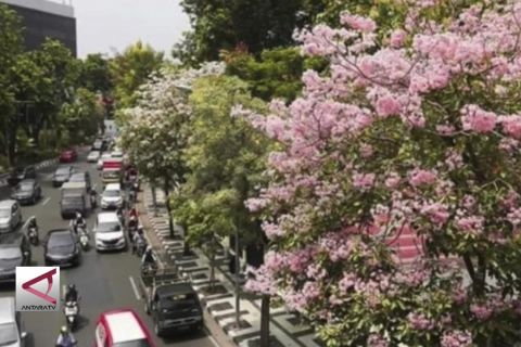 Menyaksikan cantiknya Surabaya bersama Tabebuya