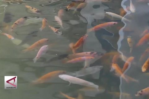 Temanggung gandeng BBI Yogyakarta penuhi benih ikan