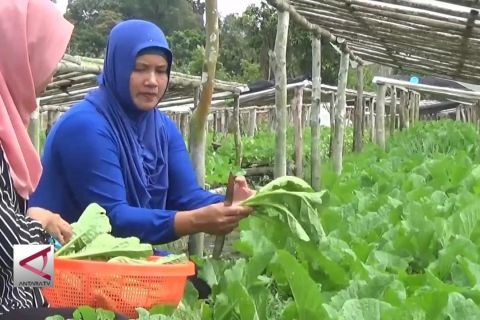 Mengolah sisa sayuran menjadi lembaran rupiah