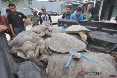 Penyitaan Penyu Hijau