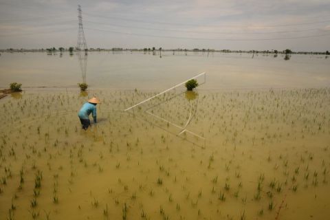 Sawah terendam banjir