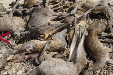 Ungkap Kasus Perburuan Rusa Pulau Komodo