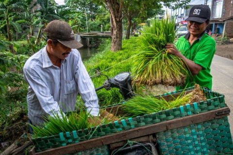 Harga benih padi naik