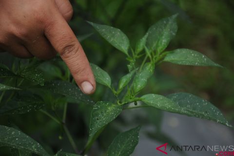 Hujan abu dari gunung Merapi