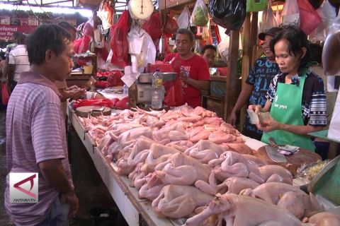 Harga daging ayam dan telur segera turun