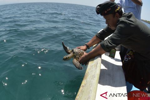 Pelepasliaran Penyu Sisik