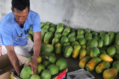 Panen Pepaya California di Dumai (FOTO)