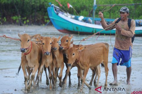 Pedagang anakan sapi