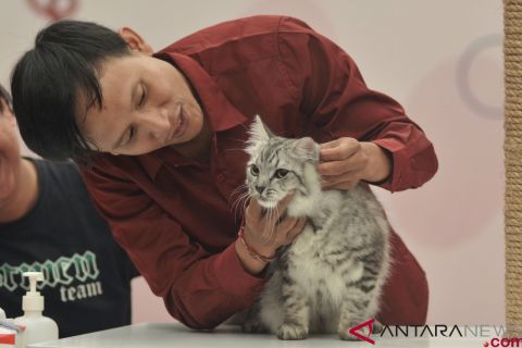 Kontes kucing di Bali