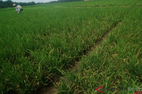 Padi di Jombang terserang jamur
