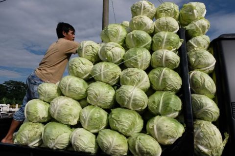 Harga kubis turun
