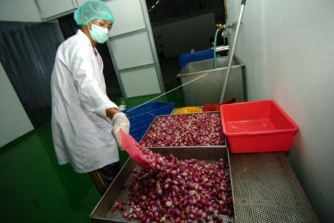 Pengolahan pasta bawang merah
