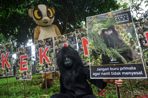 Kampanye perlindungan primata