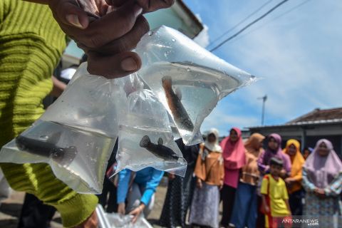 Pembagian ikan Cupang untuk berantas jentik nyamuk