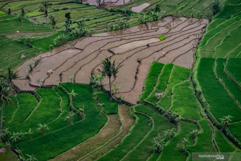 Target produksi padi nasional
