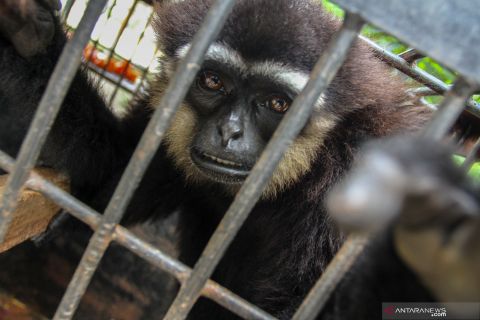 Klinik satwa BKSDA Riau