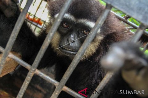 KLINIK SATWA BBKSDA RIAU