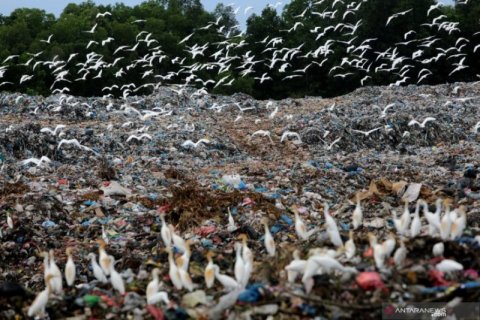 Kuntul Putih Mencari Makan Di TPA