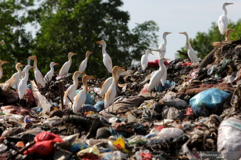 Kuntul mencari makan di TPA