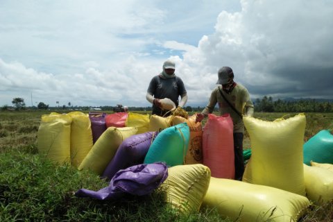 Petani Parigi panen padi