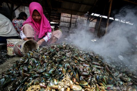 Kerang hijau Teluk Jakarta tak layak konsumsi