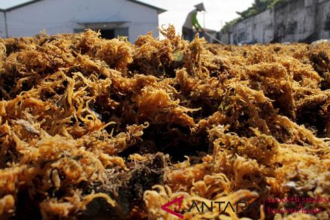 Supplier rumput laut kesulitan bahan baku