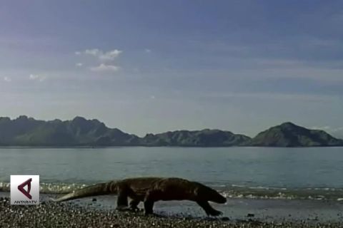 Wapres JK minta Pulau Komodo tidak ditutup