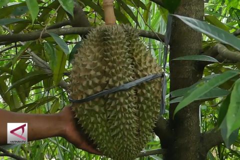 Kembalikan kejayaan durian montong desa duren
