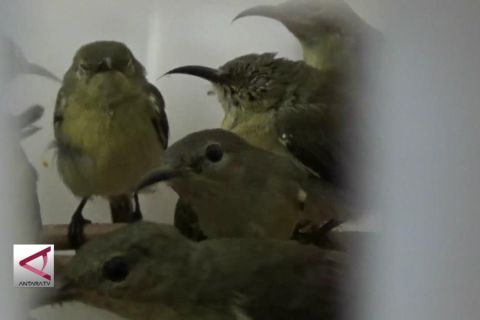 Ratusan Burung Ilegal Diamankan Saat Tiba Di Merak