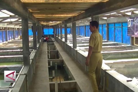 Tingkatkan daya tetas ikan dengan pakan ekstra