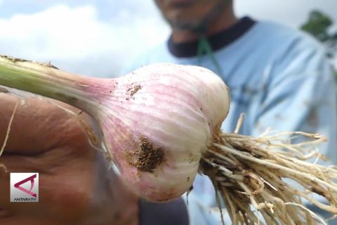 Wonosobo miliki potensi budi daya bawang putih