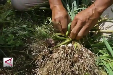 Kementan dukung  Wonosobo jadi sentra bawang putih