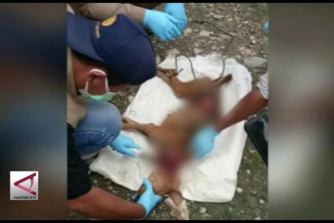 Kolaka Utara tetapkan siaga satu rabies