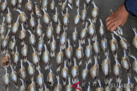 JEMUR IKAN ASIN