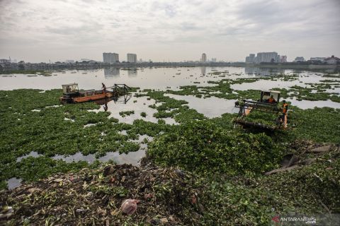 Membersihkan tanaman eceng gondok di Waduk Pluit