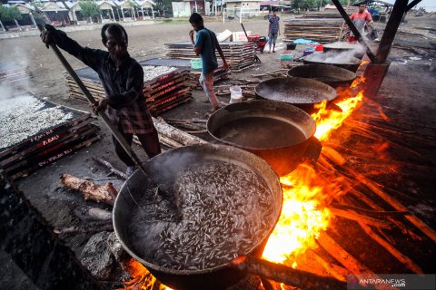 Produksi ikan teri kering Aceh