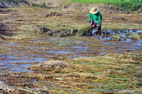 Sawah terendam air, petani panen lebih awal