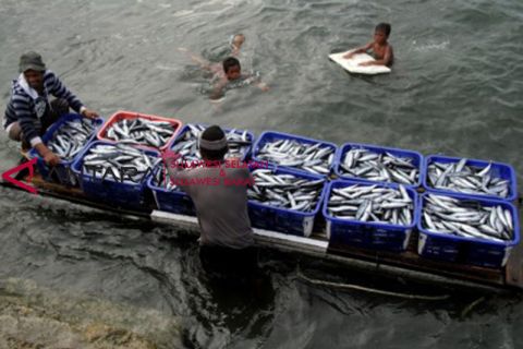 Tangkapan ikan menurun