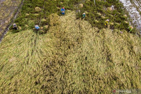 28 hektare sawah siap panen rusak akibat hujan dan angin kencang
