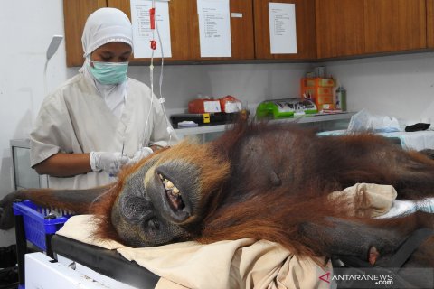 Orangutan dengan 74 peluru