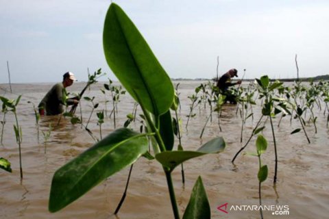 Penanaman bibit Mangrove