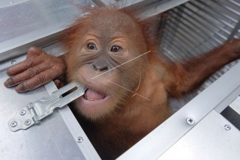 Penyelundupan Orang Utan