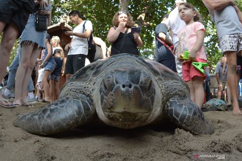 Pelepasliaran penyu sitaan