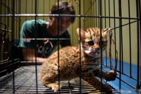 Perawatan satwa kasus perdagangan