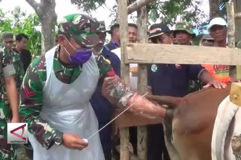 Pertama kali TMMD lakukan inseminasi sapi