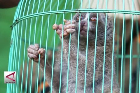 BKSDA Cirebon terima penyerahan Kukang Jawa