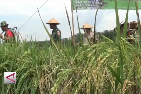 Tentara semprot hama wereng di lahan padi