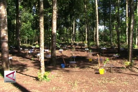 Tanam 15.000 pohon kopi di lahan kritis Kabupaten Bandung