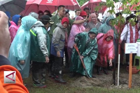 Ribuan Mangrove ditanam guna tangkal tsunami