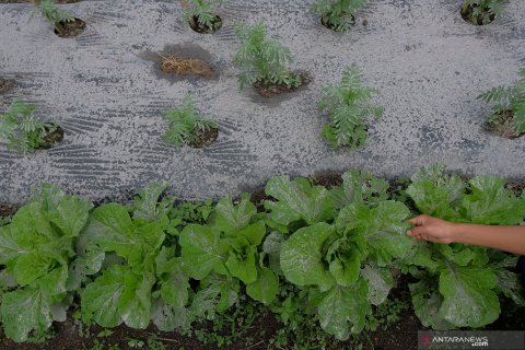 Dampak erupsi Gunung Agung